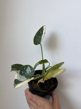 Load image into Gallery viewer, Thai Monstera
