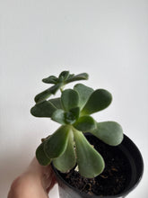 Load image into Gallery viewer, Aeonium Kiwi
