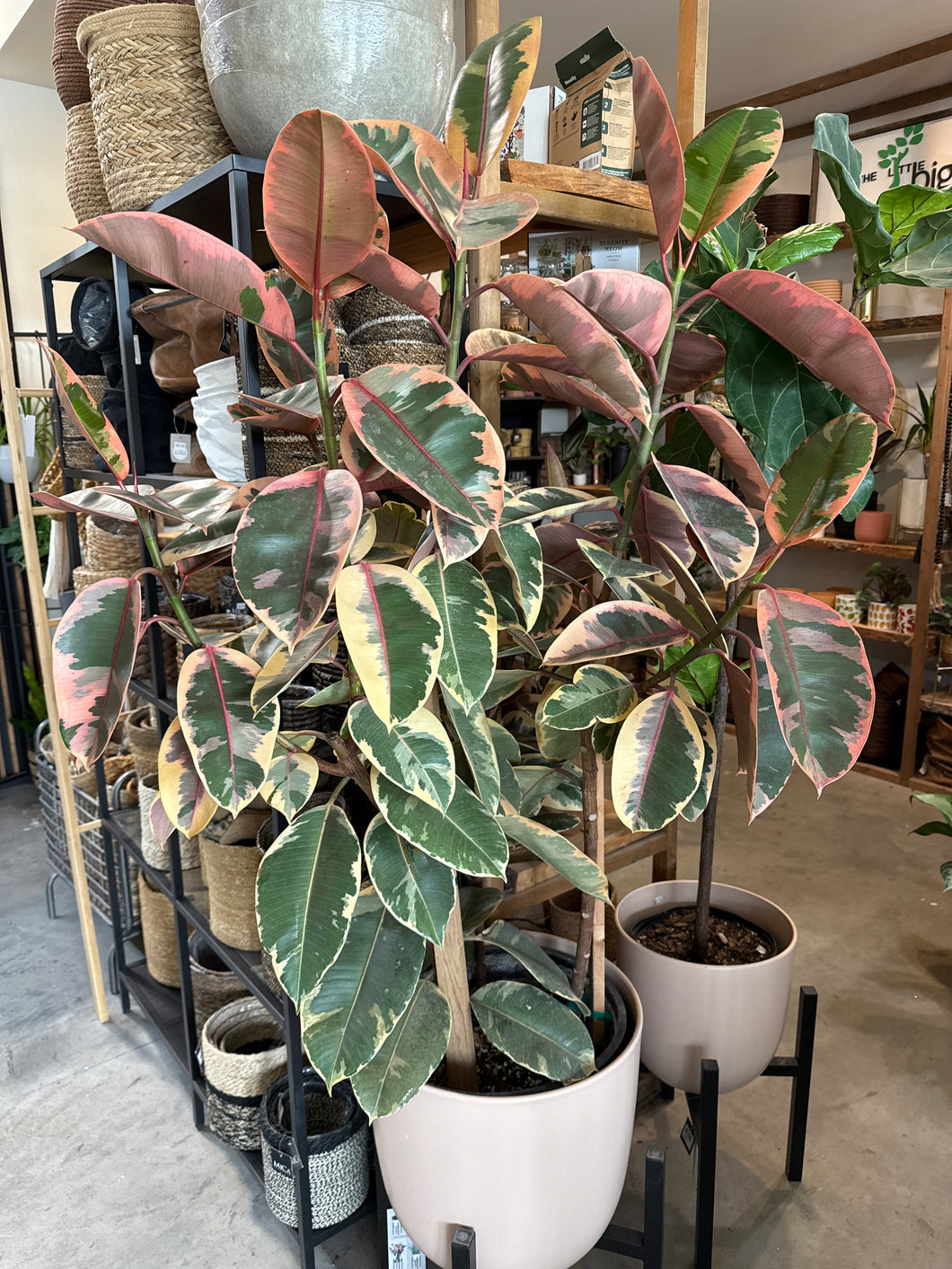 Ruby rubber tree