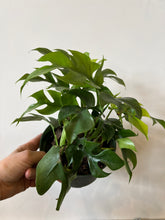 Load image into Gallery viewer, Tetrasperma
