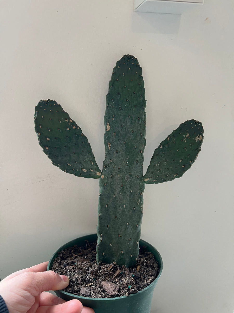 Consolea Rubescens Road Kill Cactus – The Little Big Plant Co