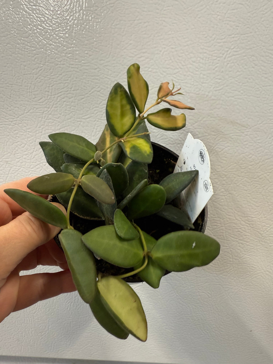 Hoya Burtoniae variegated