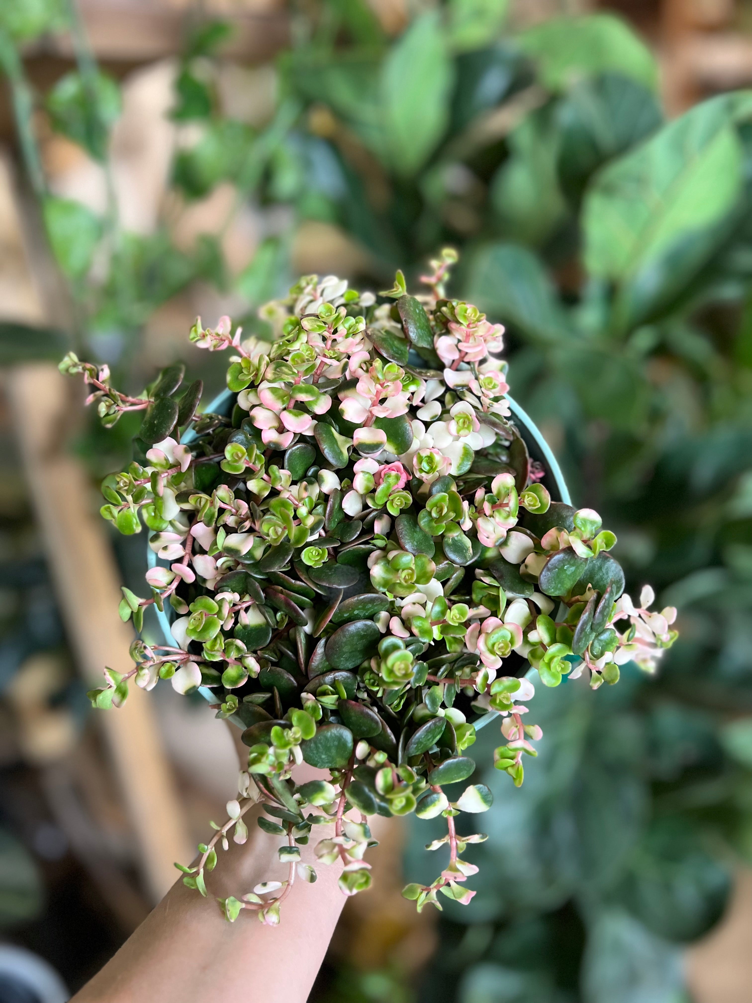 jade runner plant Tinted Jade Runner – The Little Big Plant Co