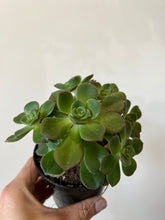 Load image into Gallery viewer, Aeonium Kiwi
