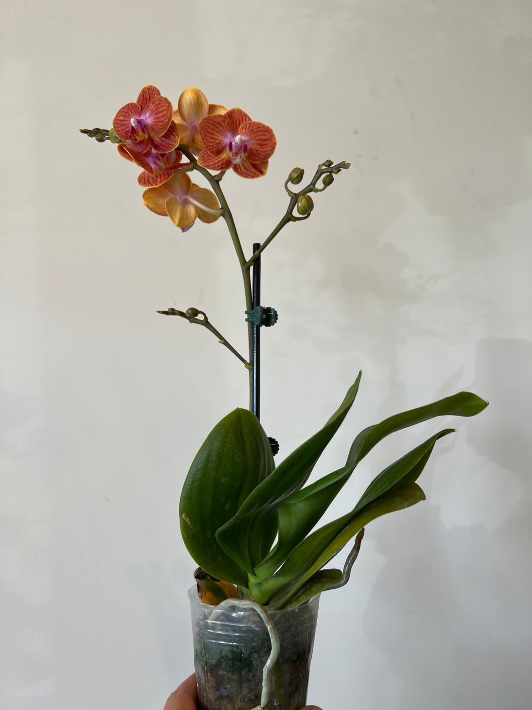 Orchid orange