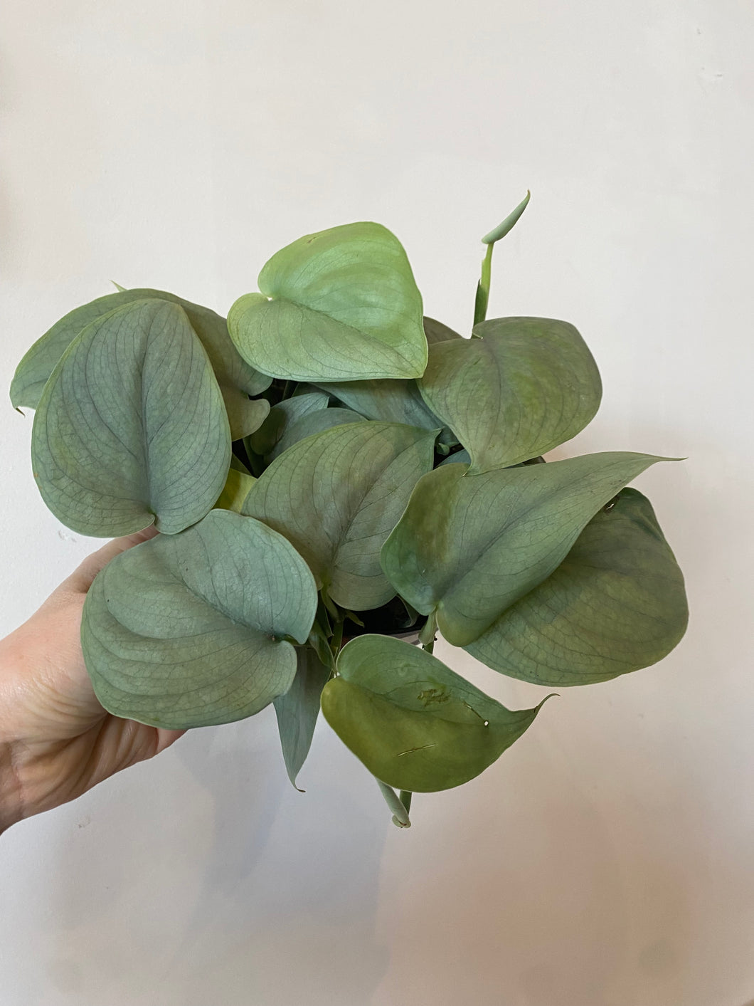Scindapsus Silver Hero