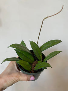 Hoya Crassipetiolata