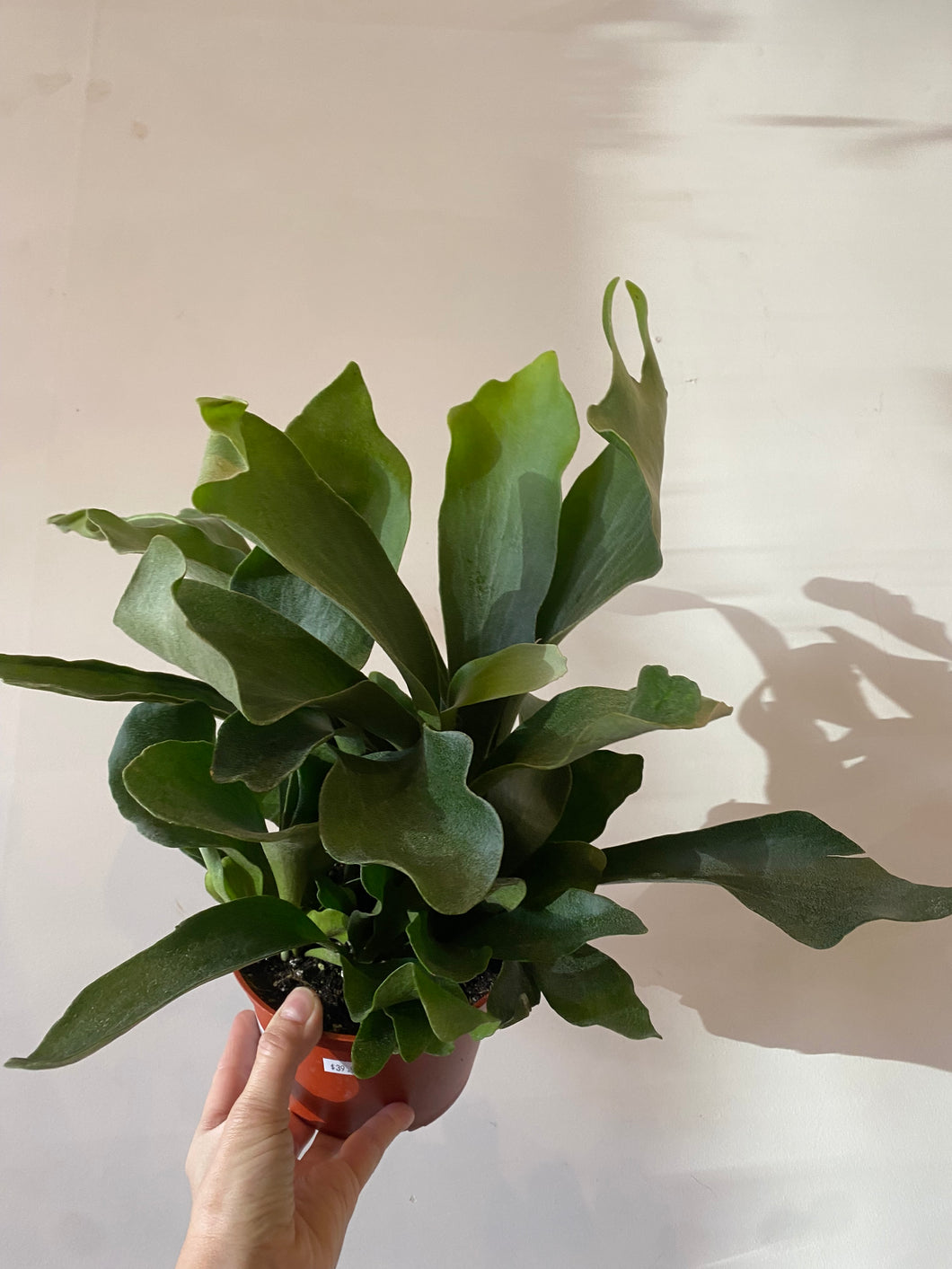 Dutch Staghorn fern