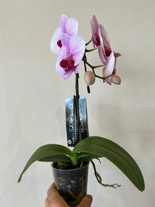 Orchid purple
