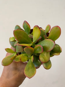 Jade "Sunset"