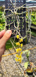 Chiloschista Yellow