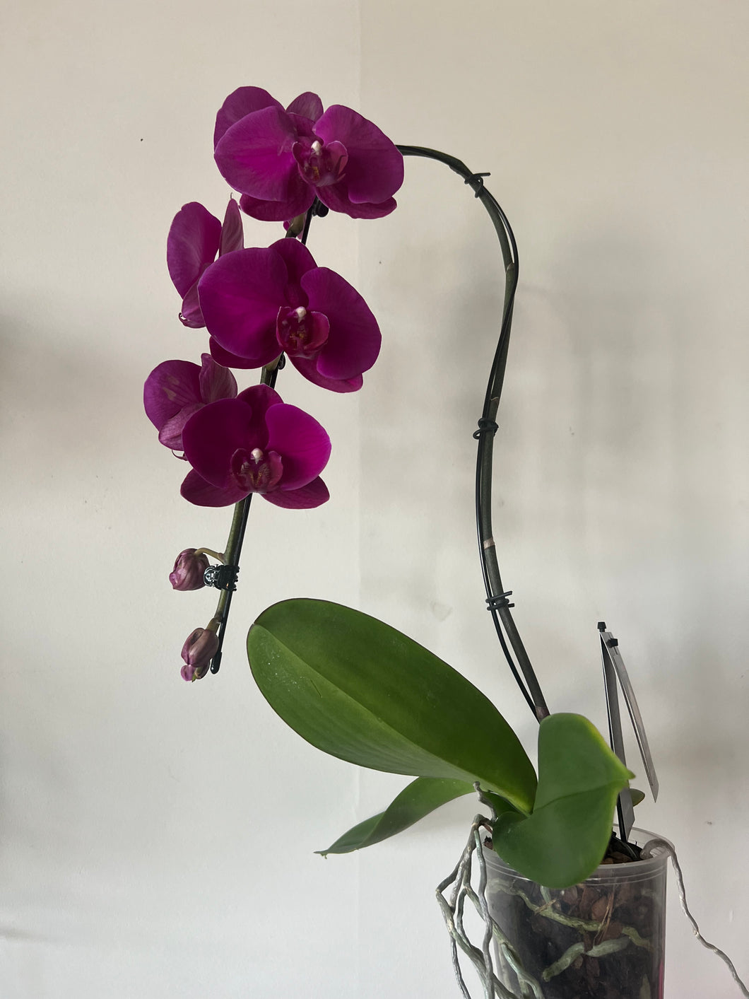 Swan Orchid Deep Purple Blooms