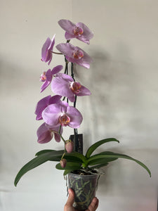 Swan Orchid Light Purple Blooms