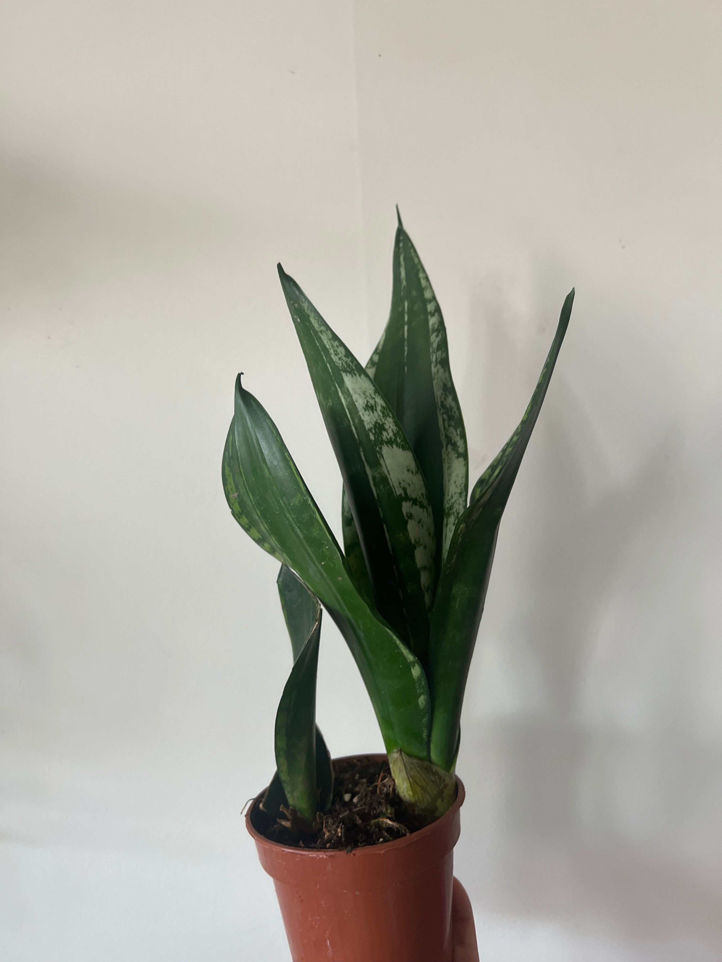 Sansevieria Whitney – The Little Big Plant Co