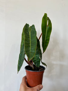 Philodendron billietiae