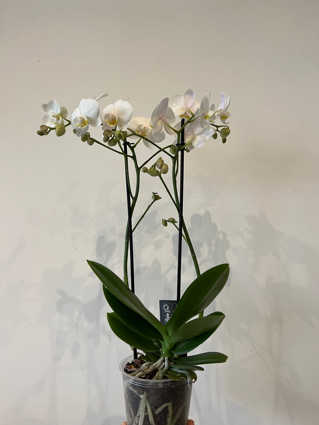 Orchid Maximaflora white