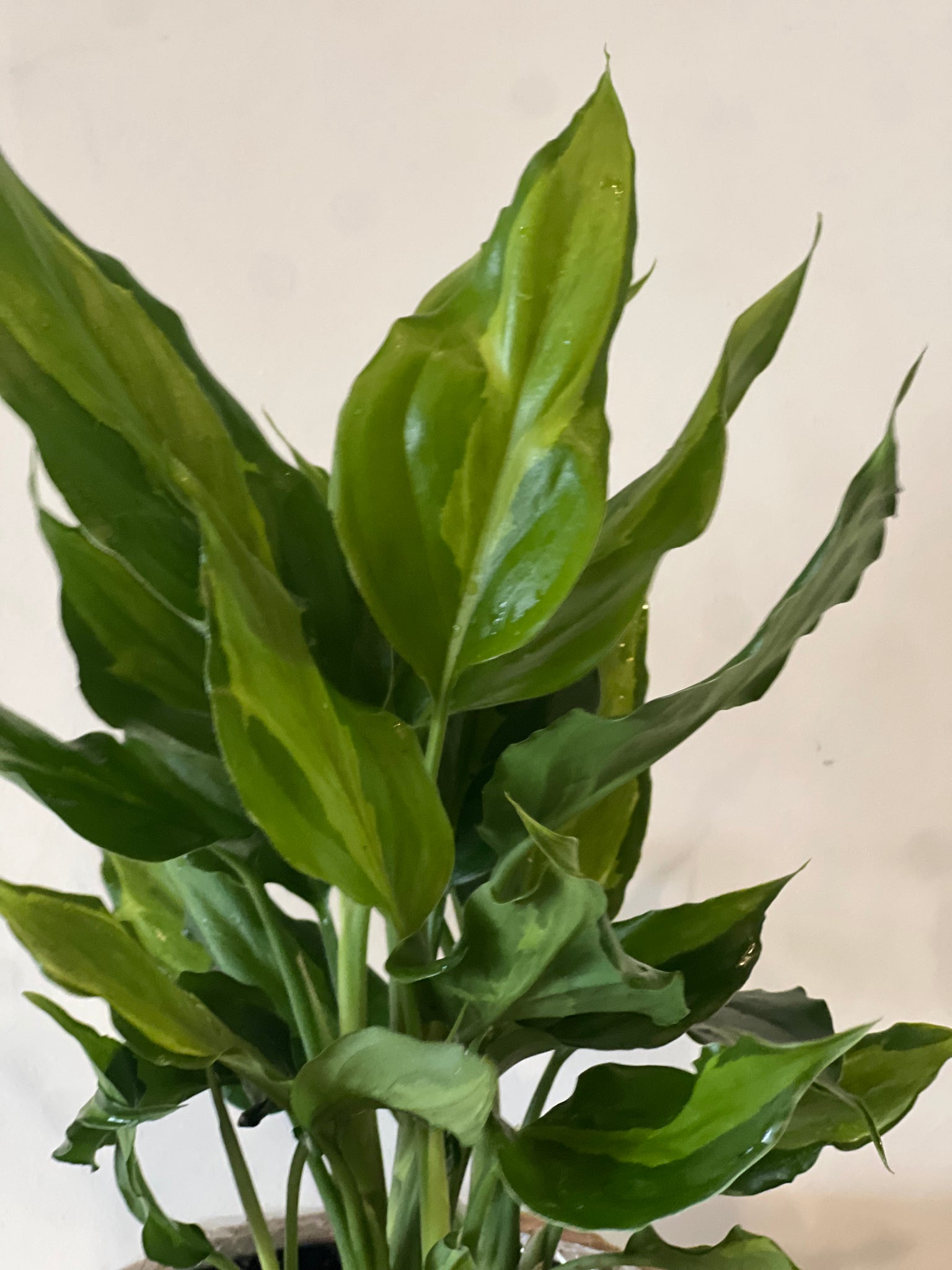 aglaonema spathonema Aglaonema Spathonema – The Little Big Plant Co