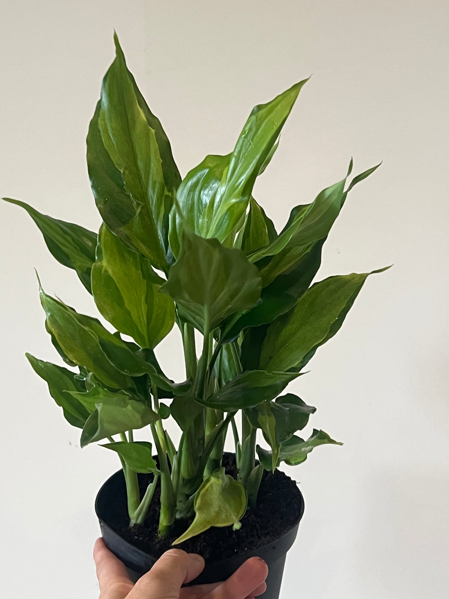 aglaonema spathonema Aglaonema Spathonema – The Little Big Plant Co