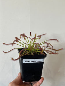 Cape sundew