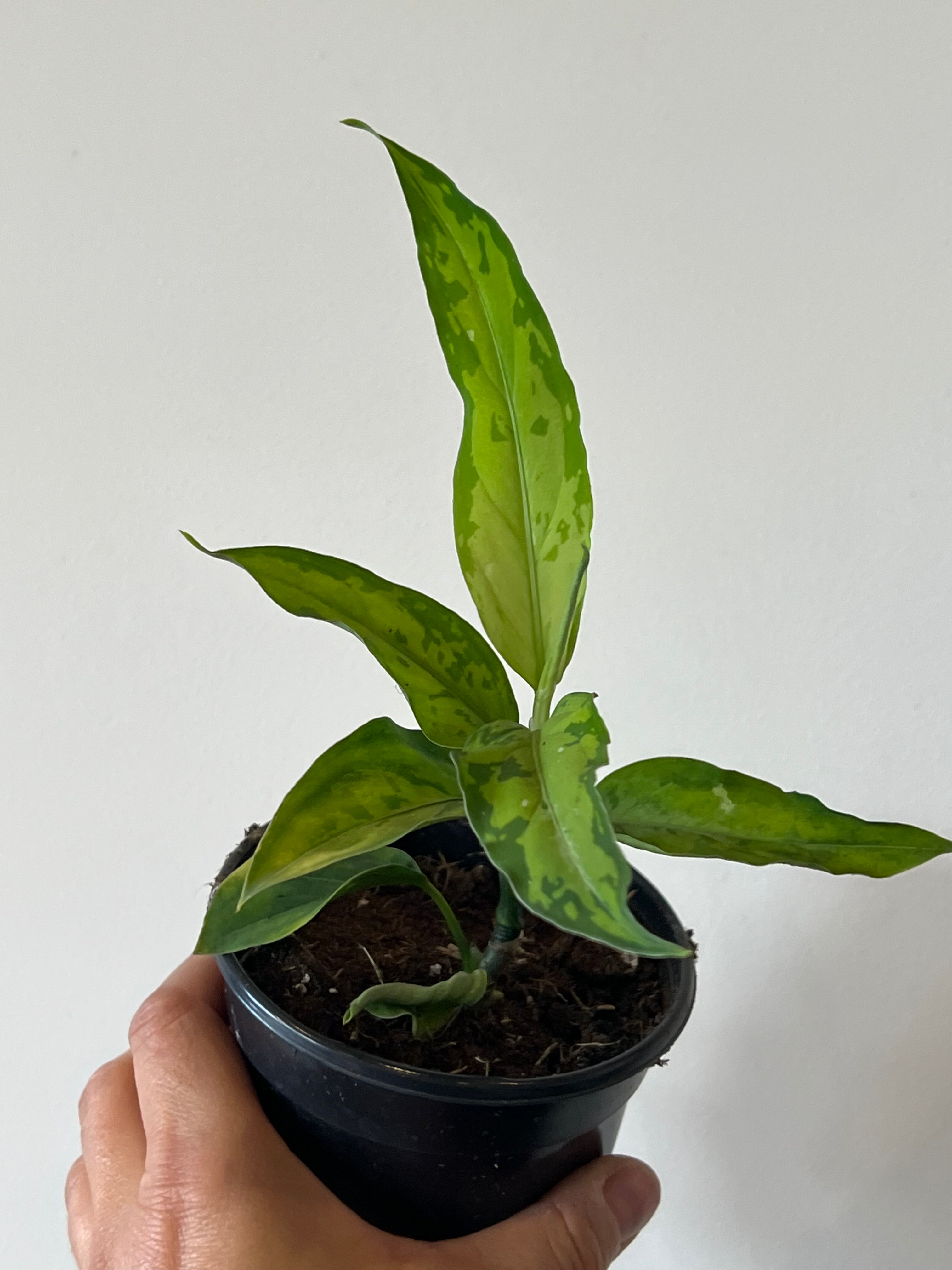 Aglaonema Pictum Tricolour Peacock – The Little Big Plant Co