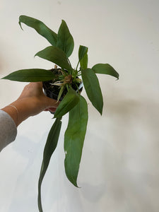 Anthurium Vittarifolium