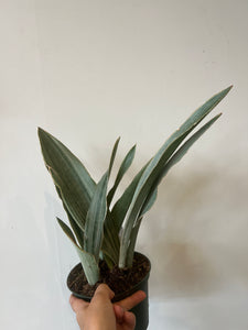 Sansevieria Sayuri