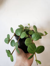 Load image into Gallery viewer, Peperomia Hope
