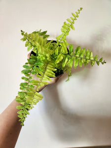 Boston fern variegated “tiger fern”