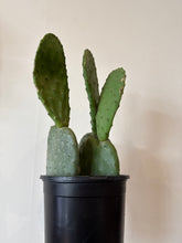 Load image into Gallery viewer, Opuntia spinless Fig
