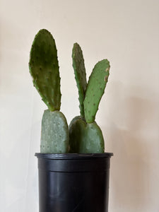 Opuntia spinless Fig