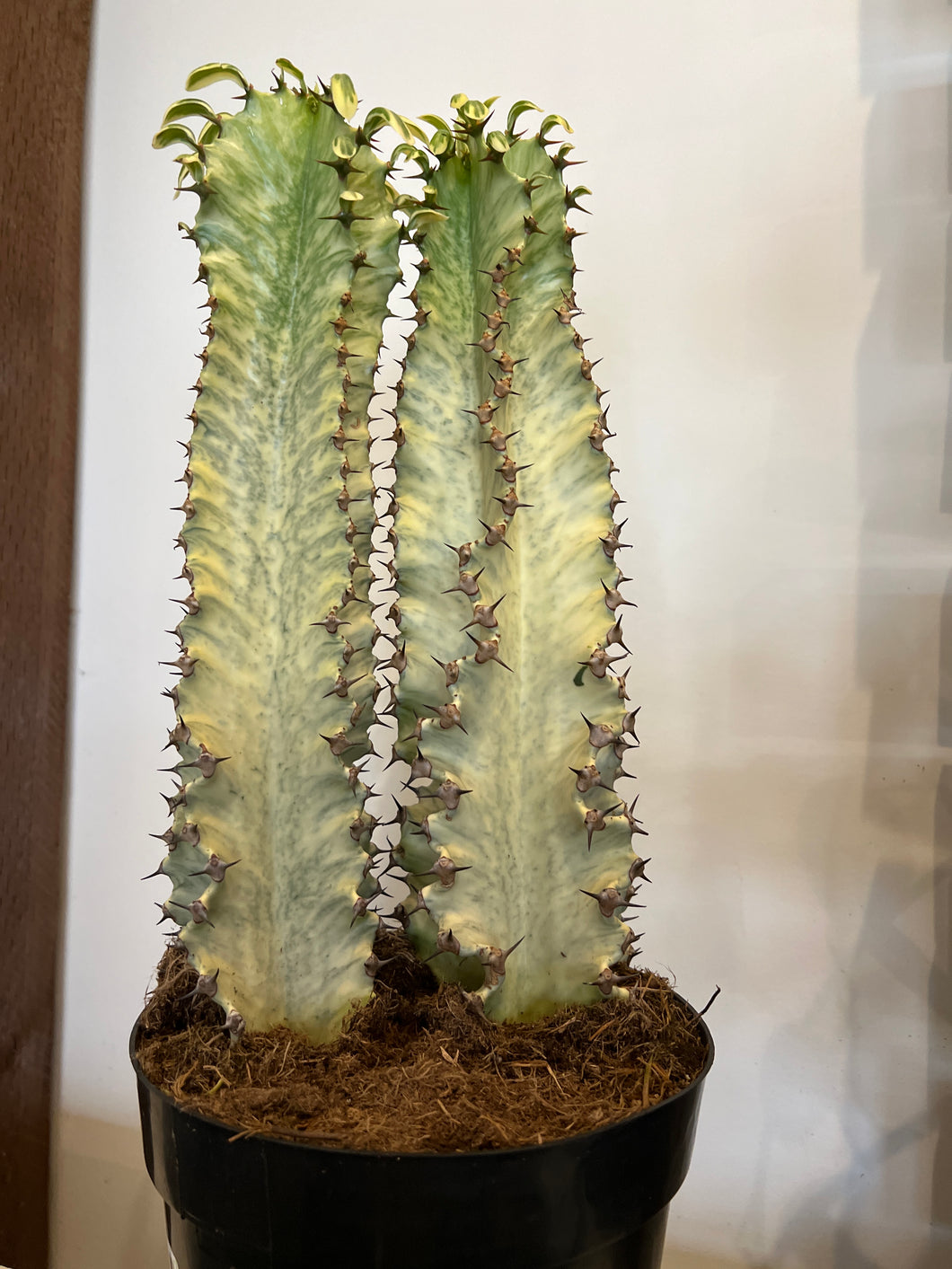 Euphorbia Ammak Variegated