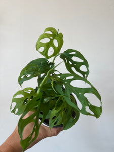 Monstera Adansonii "Swiss Cheese"