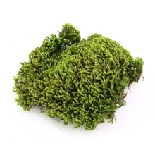 Load image into Gallery viewer, Pre order Velvet Moss (Taxiphyllum Deplanatum) - Live Moss / Dormant
