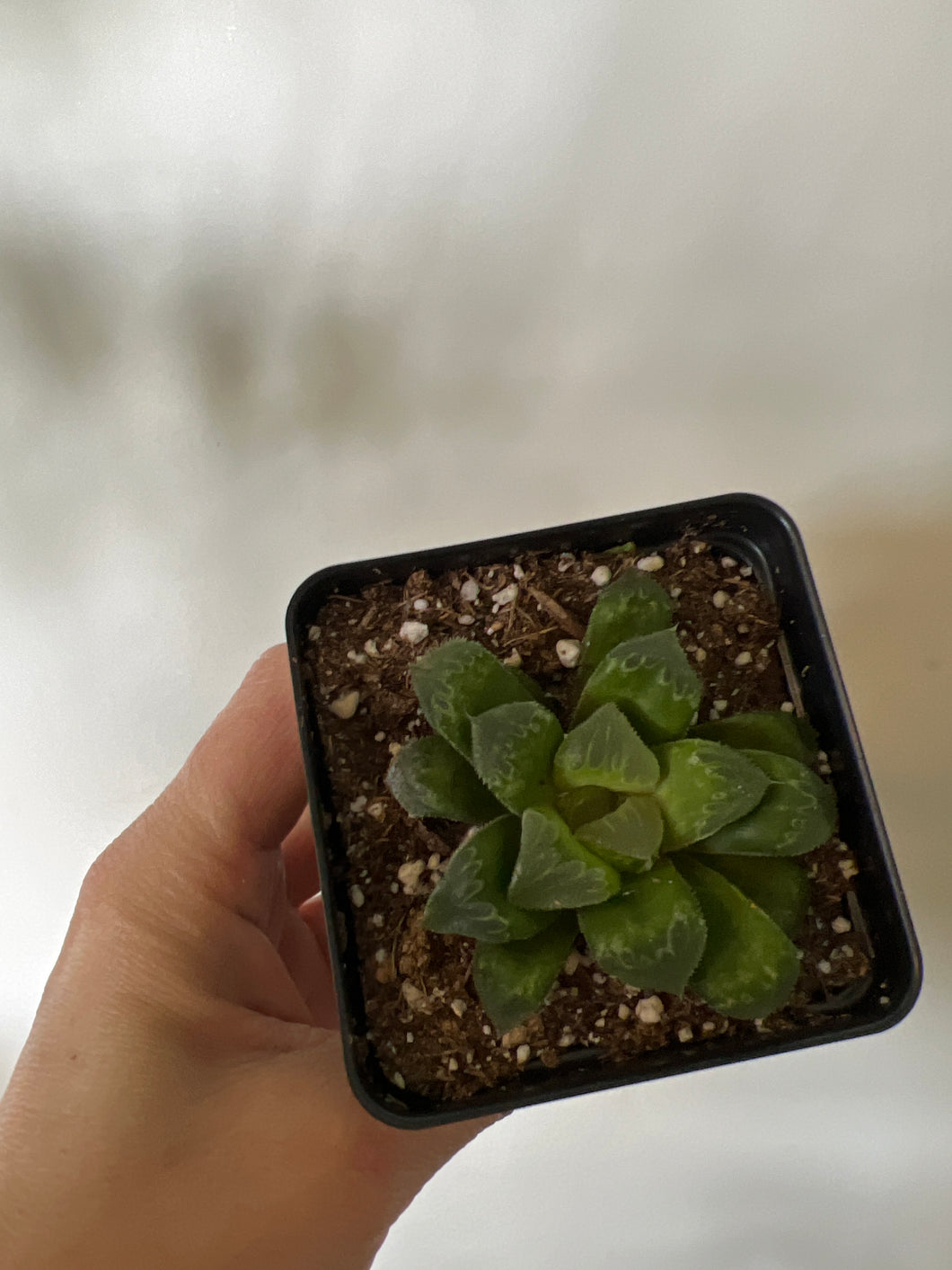 Haworthia moon