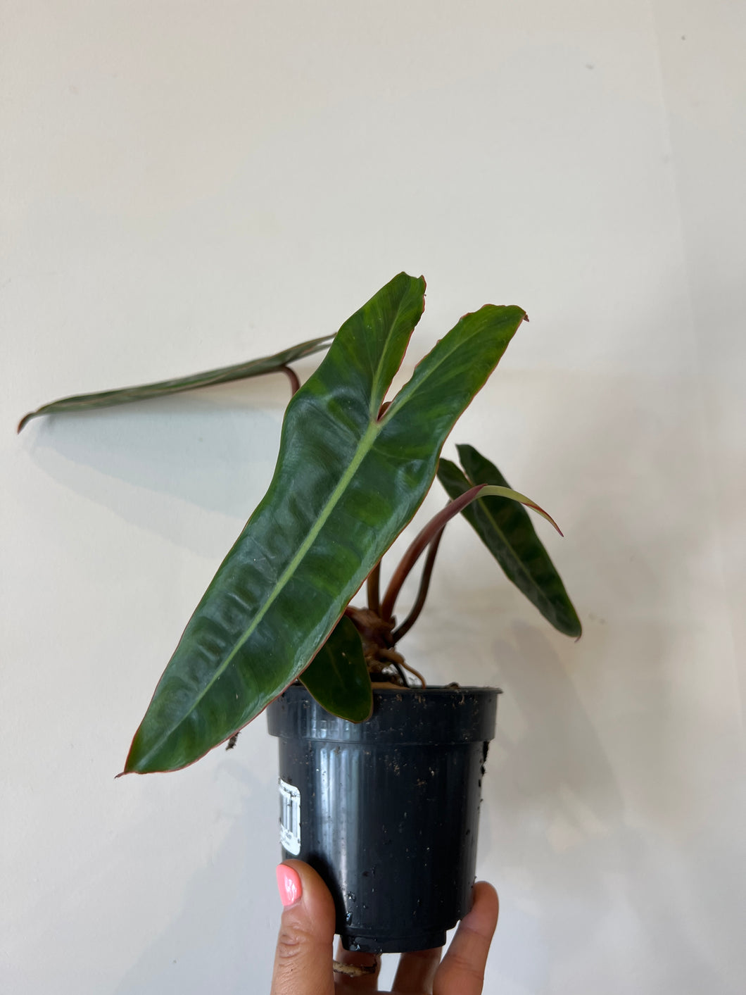 Philodendron Billietiae