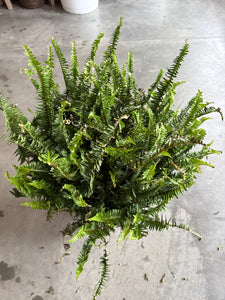 Kimberly Queen Fern