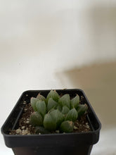 Load image into Gallery viewer, Haworthia Cooperii

