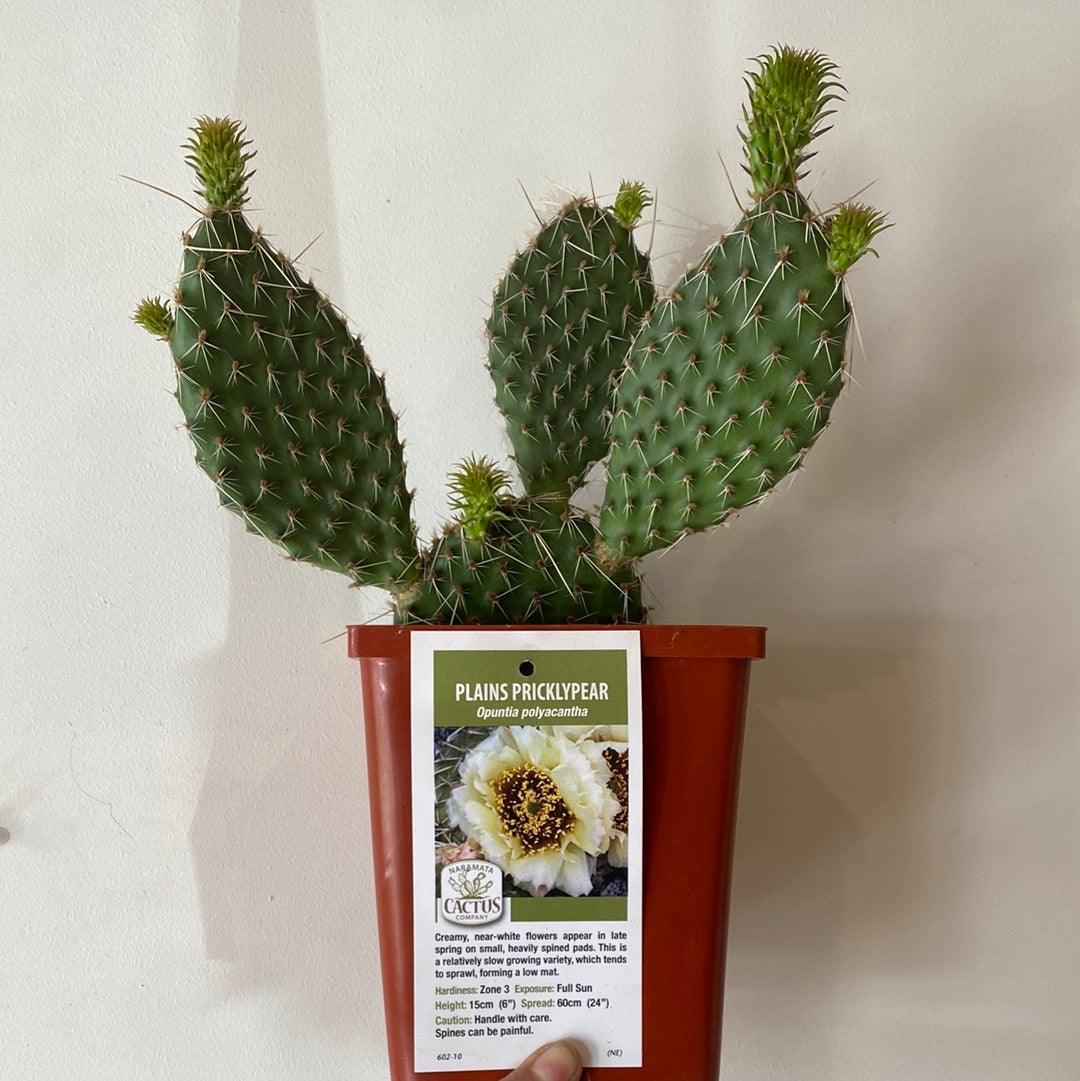 prickly pear cactus height Hardy Prickly Pear Cactus – The Little Big Plant Co
