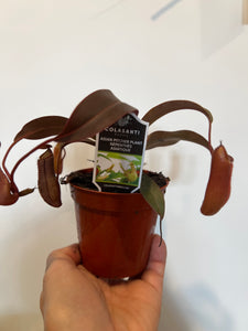 Asian pitcher plant