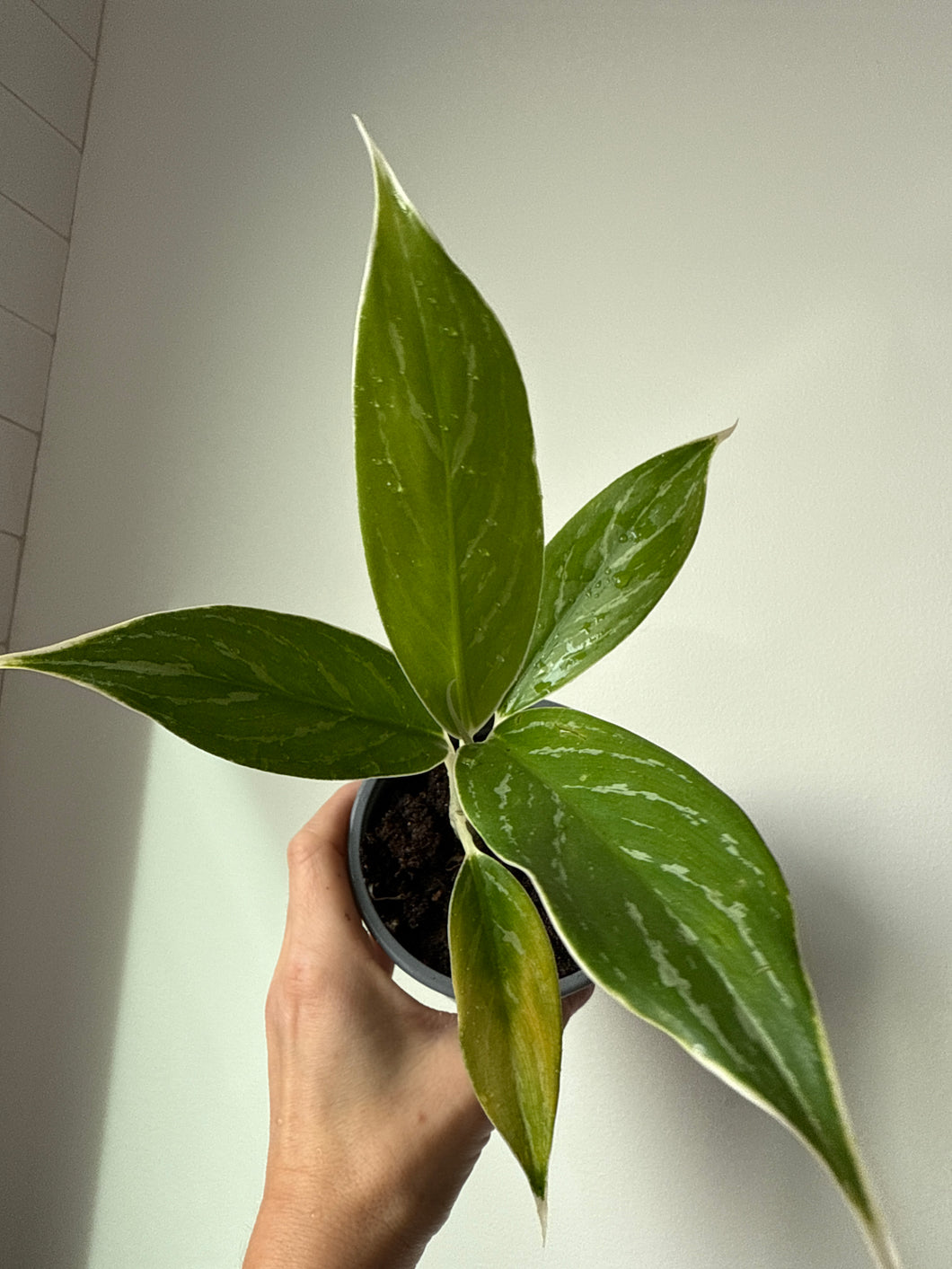 Chinese evergreen Stripes