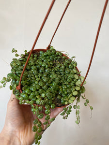 String of Turtles