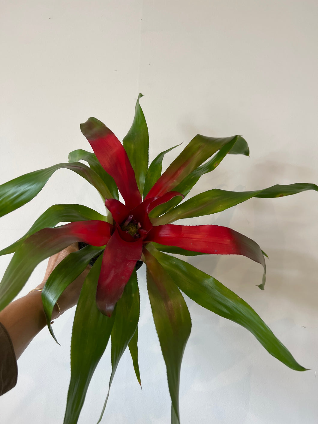 Bromeliad