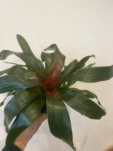 Bromeliad