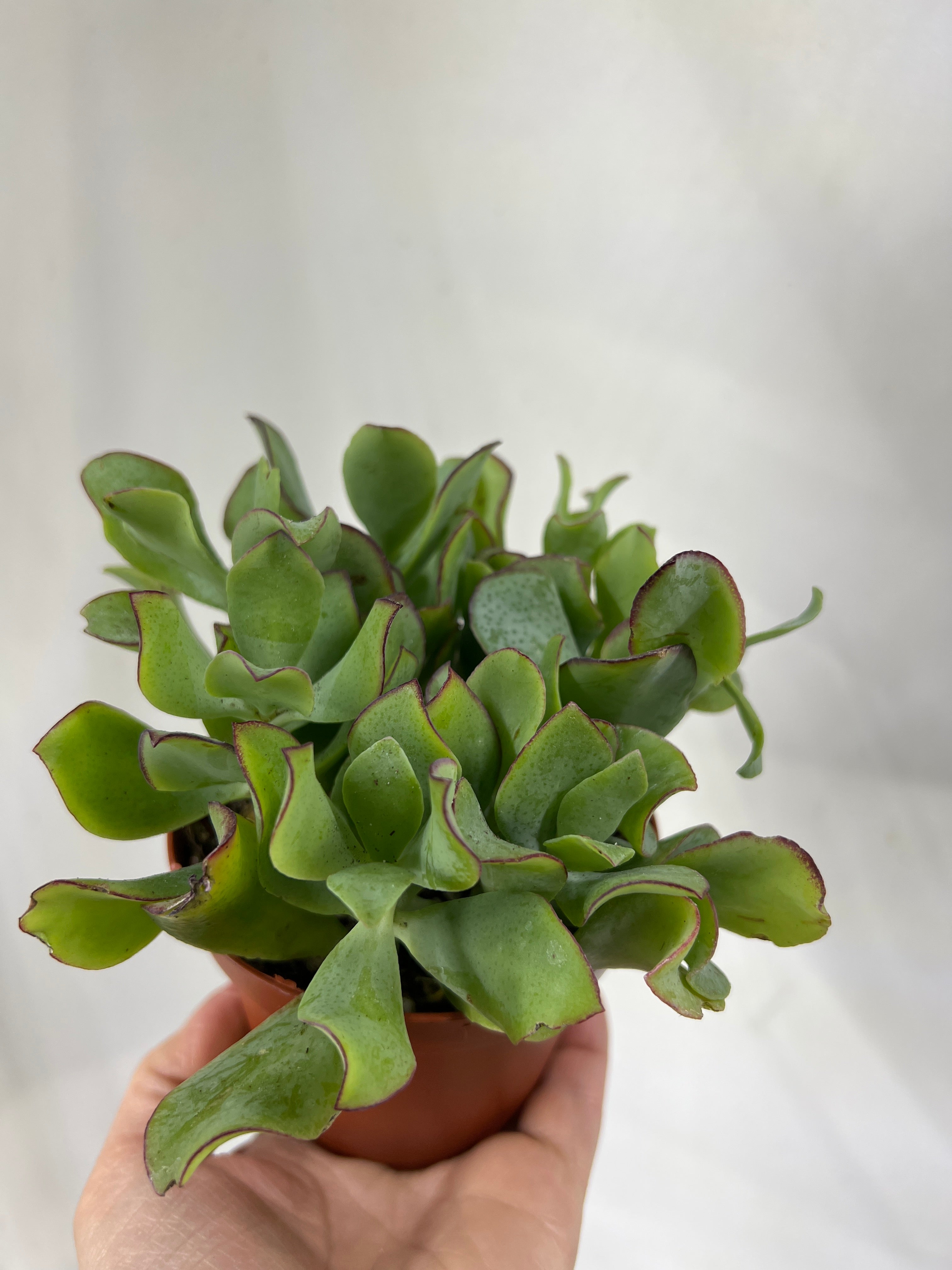 Jade Crassula Curly – The Little Big Plant Co