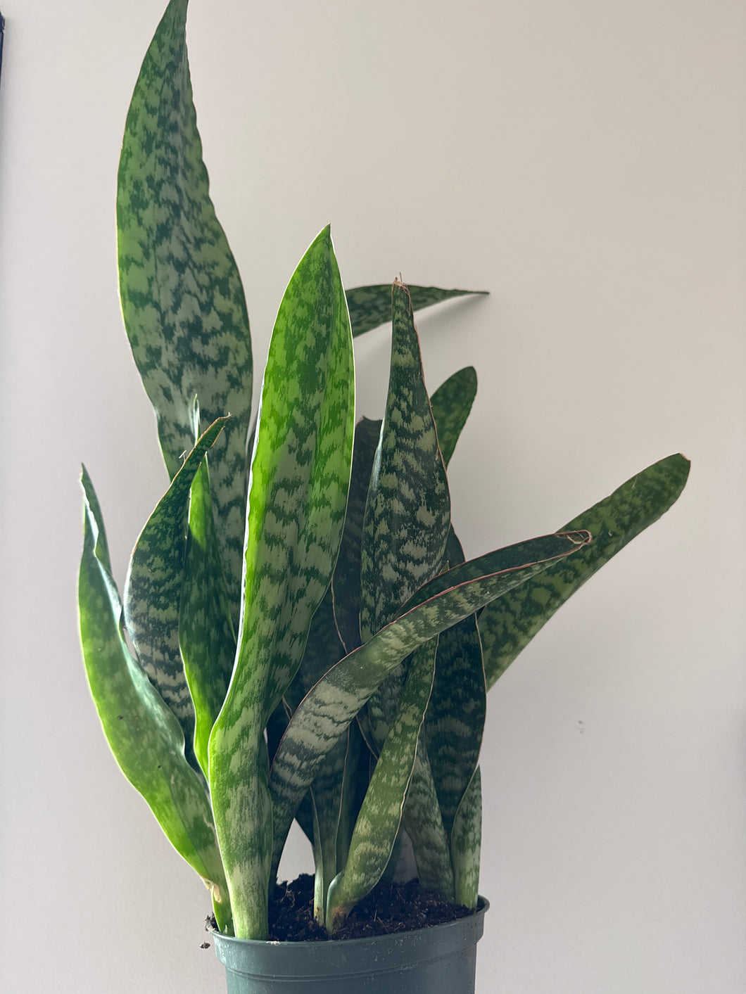 Sansevieria Jaboa