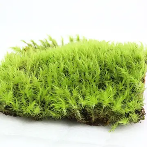 PRE ORDER Mood Moss (Dicranum) - Live Moss / Dormant Moss