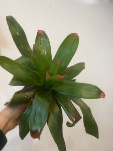 Bromeliad