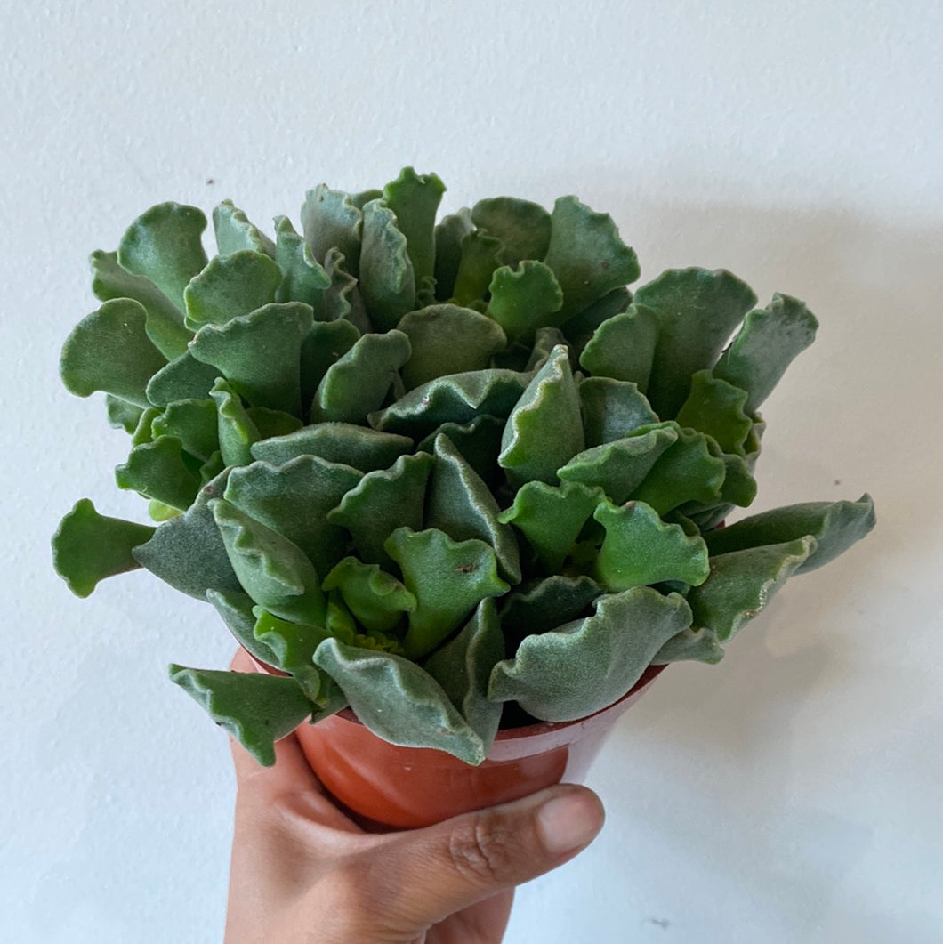 key lime succulent plant Key Lime Pie Succulent – The Little Big Plant Co