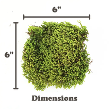 Load image into Gallery viewer, Pre order Velvet Moss (Taxiphyllum Deplanatum) - Live Moss / Dormant
