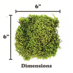 Pre order Velvet Moss (Taxiphyllum Deplanatum) - Live Moss / Dormant